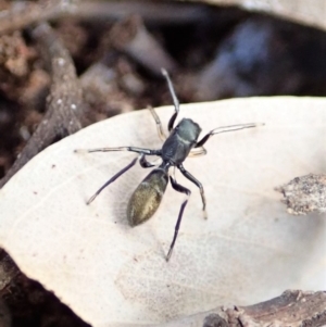 Myrmarachne luctuosa at Cook, ACT - 30 Aug 2019