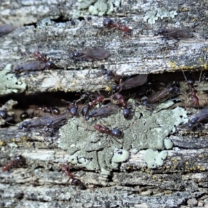 Papyrius nitidus at Dunlop, ACT - suppressed