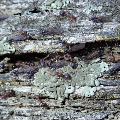 Papyrius nitidus (Shining Coconut Ant) at Dunlop, ACT - 1 Sep 2019 by CathB