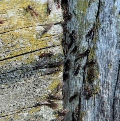 Papyrius nitidus at Dunlop, ACT - 1 Sep 2019