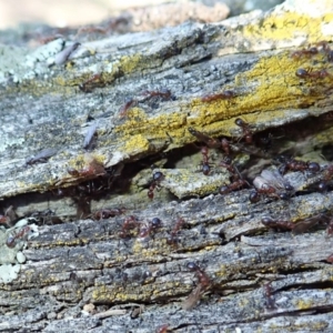 Papyrius nitidus at Dunlop, ACT - suppressed