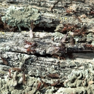 Papyrius nitidus at Dunlop, ACT - 1 Sep 2019