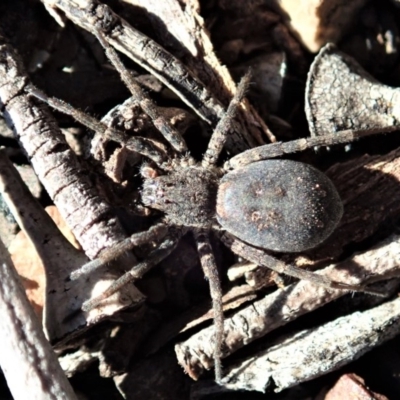 Mituliodon tarantulinus (Prowling Spider) at Dunlop, ACT - 2 Sep 2019 by CathB