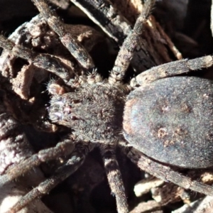 Mituliodon tarantulinus at Dunlop, ACT - 2 Sep 2019 02:33 PM