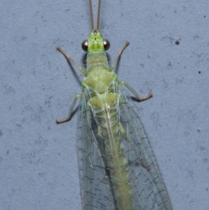 Mallada signatus at Acton, ACT - 29 Aug 2019 12:31 PM