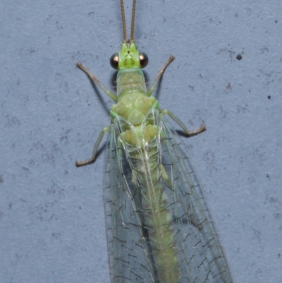 Mallada signatus (Green Lacewing) at Acton, ACT - 29 Aug 2019 by TimL
