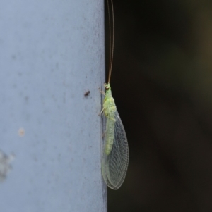 Mallada signatus at Acton, ACT - 29 Aug 2019 12:31 PM