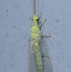 Mallada signatus at Acton, ACT - 29 Aug 2019 12:31 PM