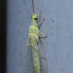 Mallada signatus at Acton, ACT - 29 Aug 2019 12:31 PM