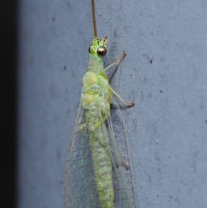 Mallada signatus at Acton, ACT - 29 Aug 2019 12:31 PM