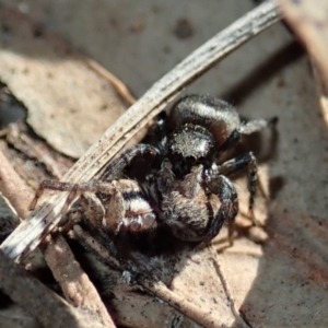 Salticidae sp. 'Golden palps' at Dunlop, ACT - 2 Sep 2019