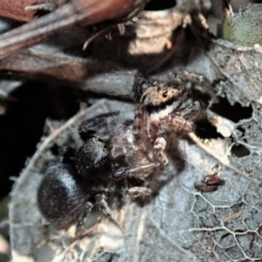 Salticidae sp. 'Golden palps' at Dunlop, ACT - 2 Sep 2019