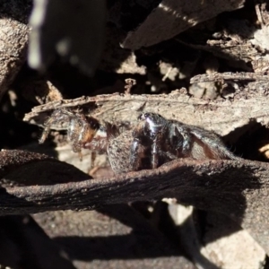 Salticidae sp. 'Golden palps' at Dunlop, ACT - 2 Sep 2019