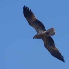 Haliaeetus leucogaster (White-bellied Sea-Eagle) at Shoalhaven Heads, NSW - 13 Sep 2017 by gerringongTB