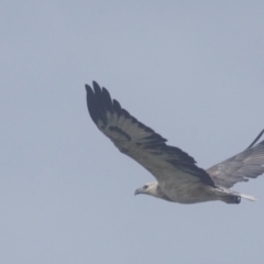 Haliaeetus leucogaster (White-bellied Sea-Eagle) at Berry, NSW - 21 Mar 2018 by gerringongTB