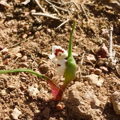 Wurmbea dioica subsp. dioica (Early Nancy) at Amaroo, ACT - 4 Sep 2019 by dawnchorus