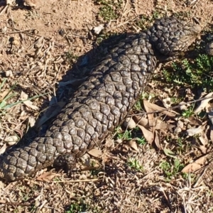 Tiliqua rugosa at Amaroo, ACT - 4 Sep 2019