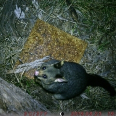 Trichosurus vulpecula (Common Brushtail Possum) at Acton, ACT - 23 Aug 2019 by Kateeg