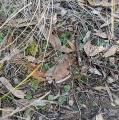 Corysanthes sp. at suppressed - suppressed