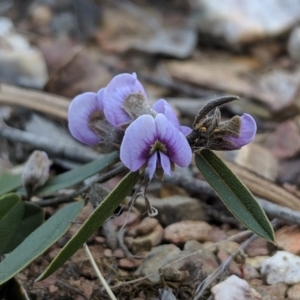 Hovea heterophylla at Carwoola, NSW - 4 Sep 2019 12:01 PM