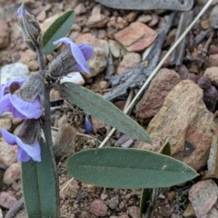 Hovea heterophylla at Carwoola, NSW - 4 Sep 2019 12:01 PM