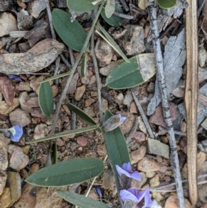 Hovea heterophylla at Carwoola, NSW - 4 Sep 2019 12:01 PM