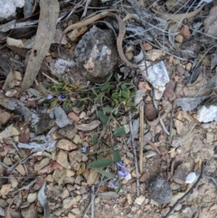 Hovea heterophylla at Carwoola, NSW - 4 Sep 2019 12:01 PM