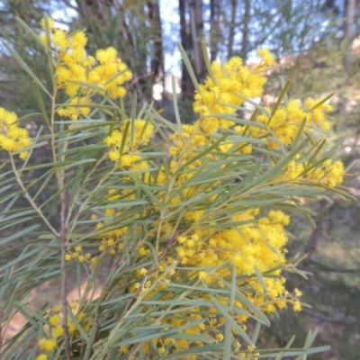 Acacia boormanii (Snowy River Wattle) at Conder, ACT - 28 Aug 2019 by MichaelBedingfield