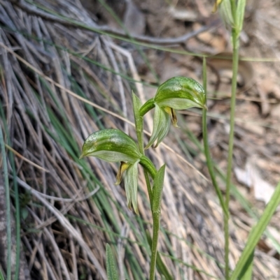 Bunochilus umbrinus (ACT) = Pterostylis umbrina (NSW) (Broad-sepaled Leafy Greenhood) by MattM