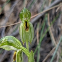 Bunochilus umbrinus (ACT) = Pterostylis umbrina (NSW) at suppressed - suppressed