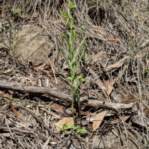 Bunochilus umbrinus (ACT) = Pterostylis umbrina (NSW) at suppressed - suppressed