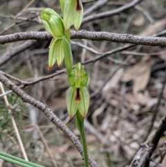 Bunochilus umbrinus (ACT) = Pterostylis umbrina (NSW) (Broad-sepaled Leafy Greenhood) by MattM