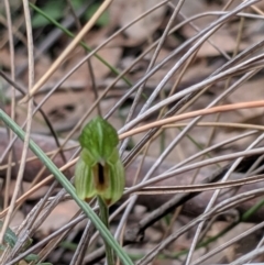 Bunochilus umbrinus (Broad-sepaled Leafy Greenhood) at Greenleigh, NSW - 4 Sep 2019 by MattM