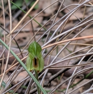 Bunochilus umbrinus at suppressed - 4 Sep 2019