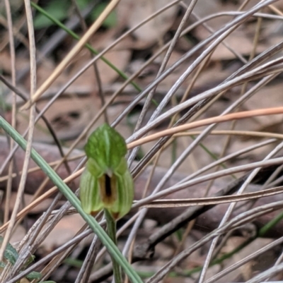 Bunochilus umbrinus (ACT) = Pterostylis umbrina (NSW) (Broad-sepaled Leafy Greenhood) by MattM