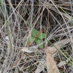 Bunochilus umbrinus at suppressed - 4 Sep 2019