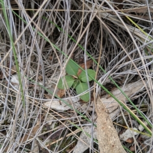 Bunochilus umbrinus at suppressed - 4 Sep 2019