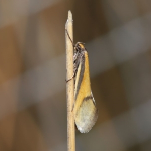 Philobota undescribed species near arabella at Hackett, ACT - 3 Sep 2019