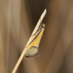 Philobota undescribed species near arabella at Hackett, ACT - 3 Sep 2019