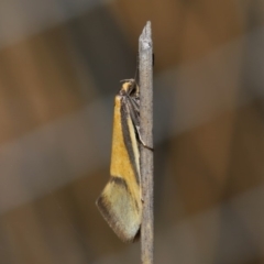 Philobota undescribed species near arabella at Hackett, ACT - 3 Sep 2019