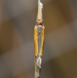 Philobota undescribed species near arabella at Hackett, ACT - 3 Sep 2019