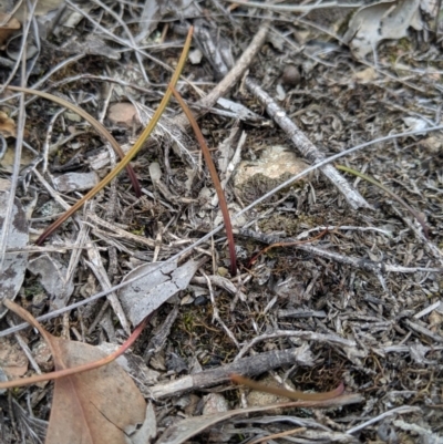 Thelymitra sp. (A Sun Orchid) at Carwoola, NSW - 4 Sep 2019 by MattM