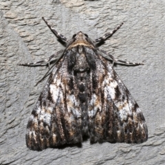 Rhuma (genus) (A Geometer moth) at Rosedale, NSW - 30 Aug 2019 by jbromilow50