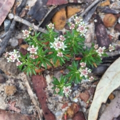 Poranthera ericifolia at Woodstock, NSW - 2 Sep 2019 by Evelynm