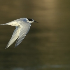 Sterna striata (White-fronted Tern) at Merimbula, NSW - 3 Sep 2019 by Leo