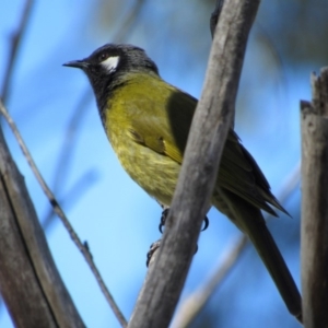 Nesoptilotis leucotis at Tennent, ACT - 4 Sep 2019