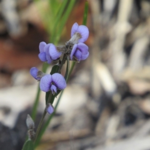 Hovea heterophylla at Tennent, ACT - 4 Sep 2019 03:42 PM