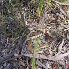 Hovea heterophylla at Tennent, ACT - 4 Sep 2019 03:42 PM