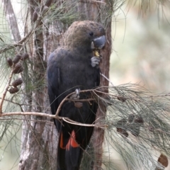 Calyptorhynchus lathami lathami (Glossy Black-Cockatoo) at Mogo, NSW - 30 Aug 2019 by jbromilow50