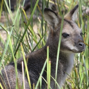 Notamacropus rufogriseus at Tennent, ACT - 4 Sep 2019 11:10 AM